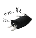 Black cat with winkky（個別スタンプ：4）
