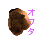 毛玉犬 summer（個別スタンプ：1）