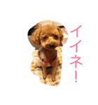 毛玉犬 summer（個別スタンプ：2）