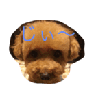 毛玉犬 summer（個別スタンプ：6）