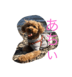 毛玉犬 summer（個別スタンプ：8）