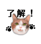 ちーちゃんですがなにか？（個別スタンプ：1）
