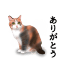 ちーちゃんですがなにか？（個別スタンプ：2）