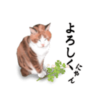 ちーちゃんですがなにか？（個別スタンプ：3）
