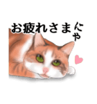 ちーちゃんですがなにか？（個別スタンプ：5）