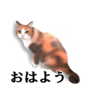 ちーちゃんですがなにか？（個別スタンプ：6）