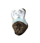 かぶりものな猫（個別スタンプ：1）