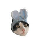 かぶりものな猫（個別スタンプ：2）