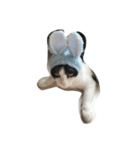 かぶりものな猫（個別スタンプ：4）