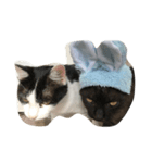 かぶりものな猫（個別スタンプ：8）