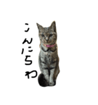 とら猫トラ（個別スタンプ：1）