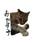とら猫トラ（個別スタンプ：2）