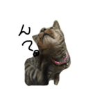 とら猫トラ（個別スタンプ：4）