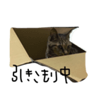 とら猫トラ（個別スタンプ：6）