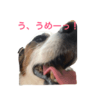ジャックラッセルテリアのエル子さん（個別スタンプ：2）