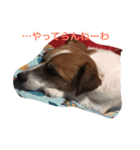 ジャックラッセルテリアのエル子さん（個別スタンプ：7）