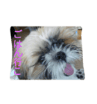 うちのシーズーたち（個別スタンプ：12）