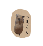 ハムスターの御挨拶（個別スタンプ：3）