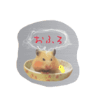 ハムスターの御挨拶（個別スタンプ：7）