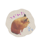 ハムスターの御挨拶（個別スタンプ：9）