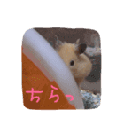 ハムスターの御挨拶（個別スタンプ：11）
