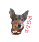 毎日ひめちゃん（個別スタンプ：15）