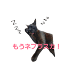 シュールな黒猫2（個別スタンプ：1）