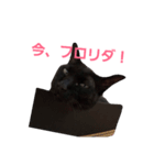 シュールな黒猫2（個別スタンプ：2）