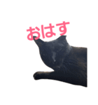 シュールな黒猫2（個別スタンプ：5）