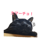 シュールな黒猫2（個別スタンプ：7）