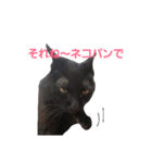 シュールな黒猫2（個別スタンプ：11）