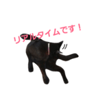 シュールな黒猫2（個別スタンプ：12）