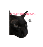 シュールな黒猫2（個別スタンプ：13）