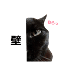 シュールな黒猫2（個別スタンプ：17）