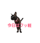 シュールな黒猫2（個別スタンプ：21）