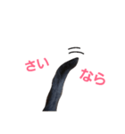 シュールな黒猫2（個別スタンプ：22）