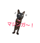 シュールな黒猫2（個別スタンプ：23）