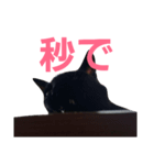 シュールな黒猫2（個別スタンプ：24）