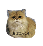 みんニャ ピーコだニャン（個別スタンプ：2）