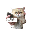 みんニャ ピーコだニャン（個別スタンプ：3）