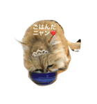 みんニャ ピーコだニャン（個別スタンプ：5）
