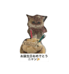 みんニャ ピーコだニャン（個別スタンプ：9）