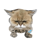 みんニャ ピーコだニャン（個別スタンプ：12）