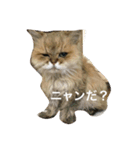 みんニャ ピーコだニャン（個別スタンプ：13）