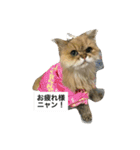 みんニャ ピーコだニャン（個別スタンプ：15）