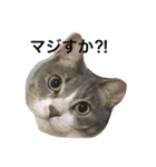 ねこ♡ネコ♡猫（個別スタンプ：1）