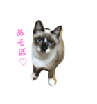 ねこ♡ネコ♡猫（個別スタンプ：2）