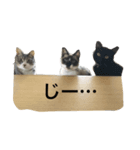 ねこ♡ネコ♡猫（個別スタンプ：3）