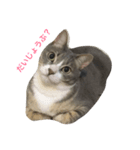 ねこ♡ネコ♡猫（個別スタンプ：4）