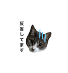 ねこ♡ネコ♡猫（個別スタンプ：6）